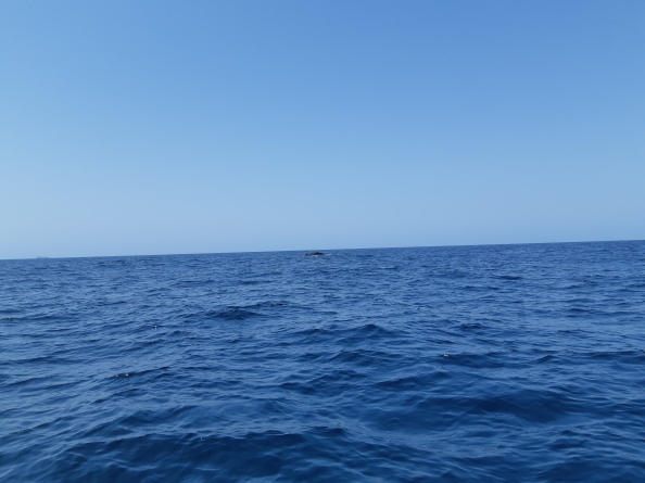 The ocean, with a whale in the distance
